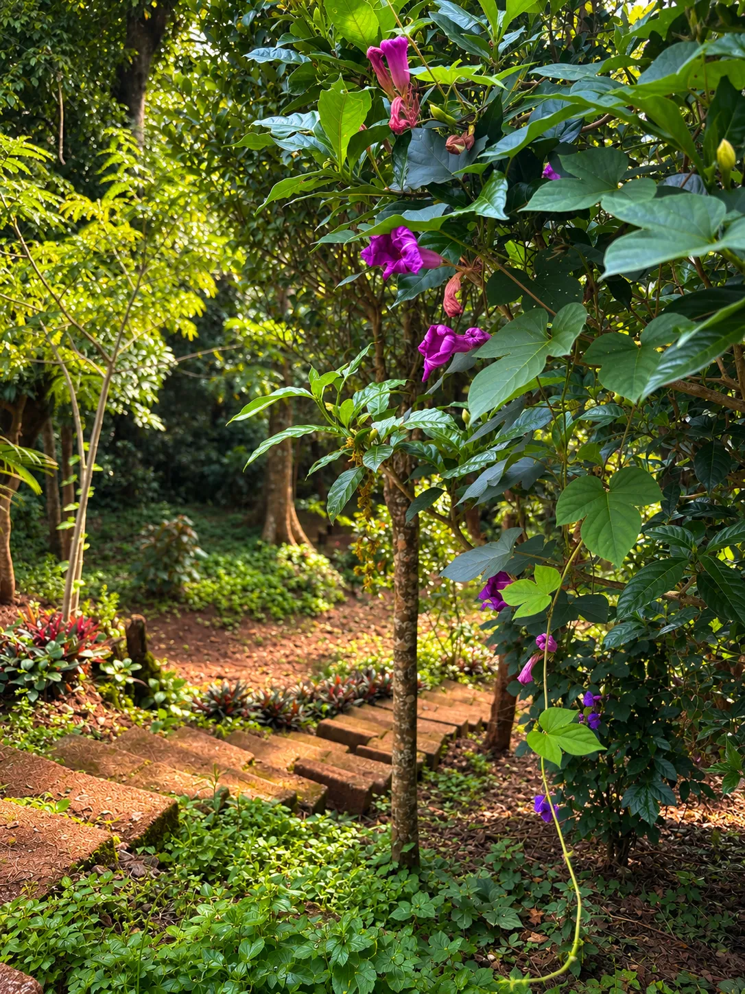 Garden 3