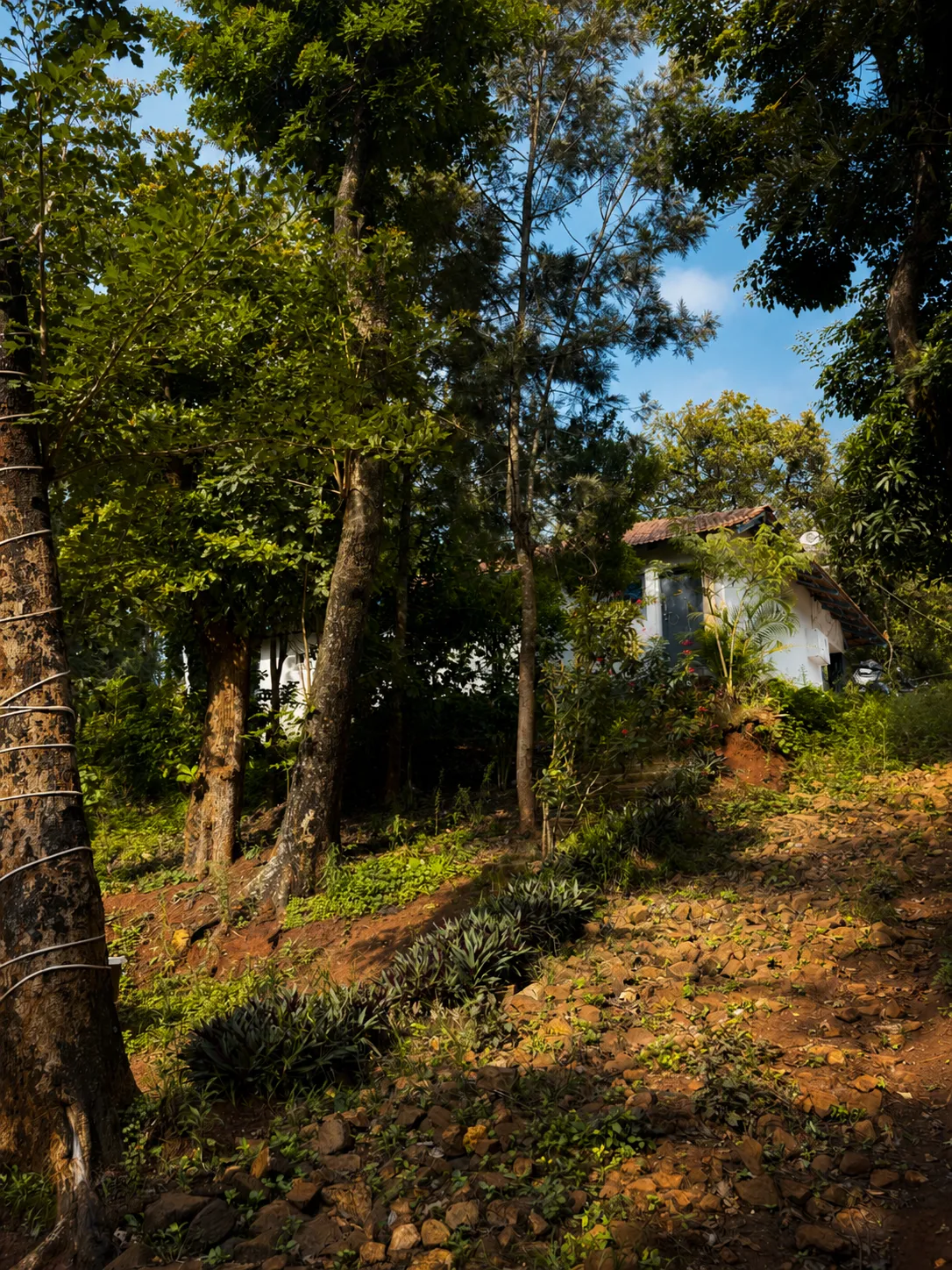 Garden 1